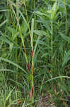 Woodland bulrush